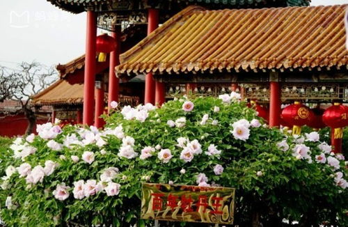 赏百岁牡丹 探特色酒庄 杨湖酒庄一日游，一场匠心与芬芳的邂逅